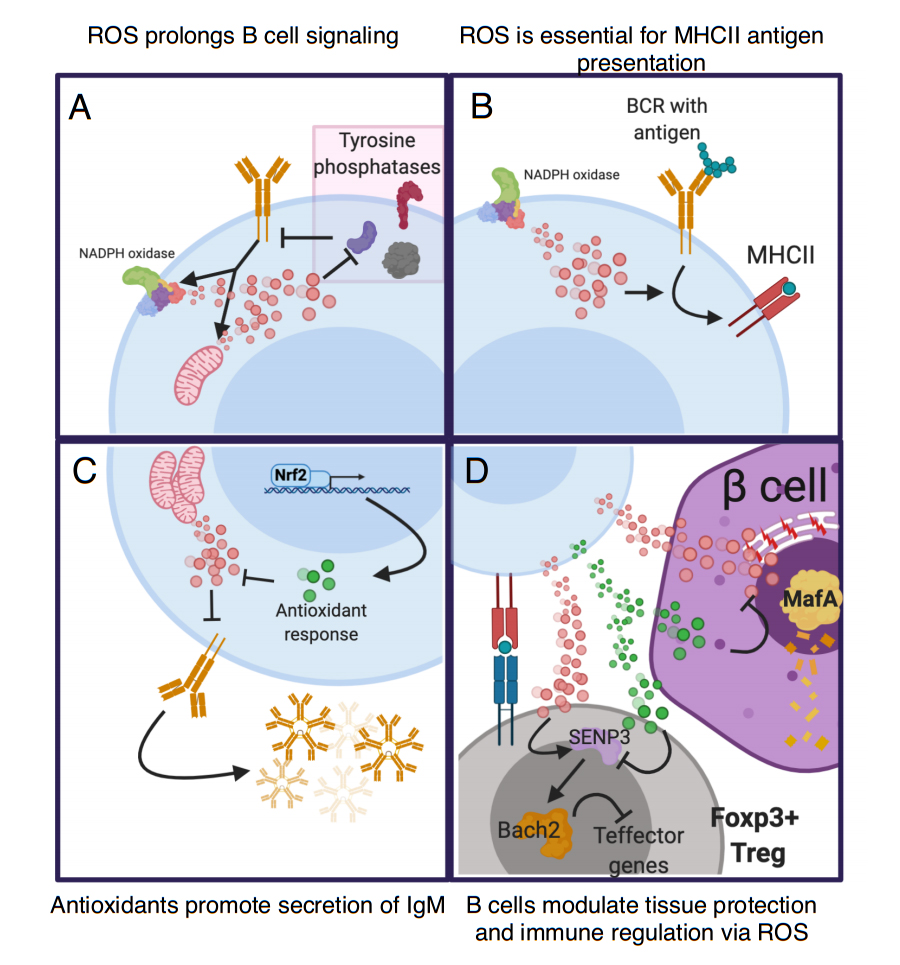 B Cell Metabolism: An Understudied Opportunity To Improve Immune ...