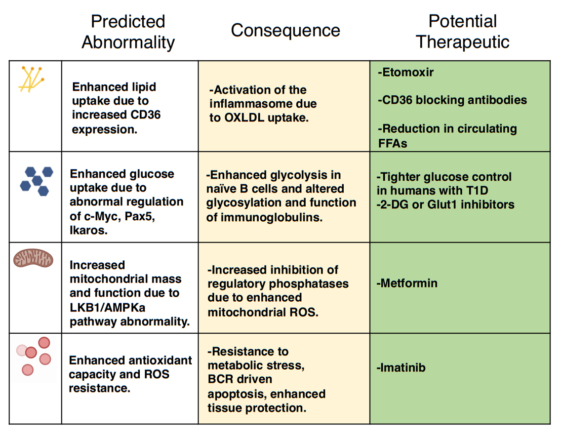 B Cell Metabolism: An Understudied Opportunity To Improve Immune ...