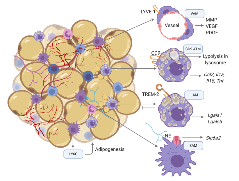 Metabolism of tissue macrophages in homeostasis and pathology