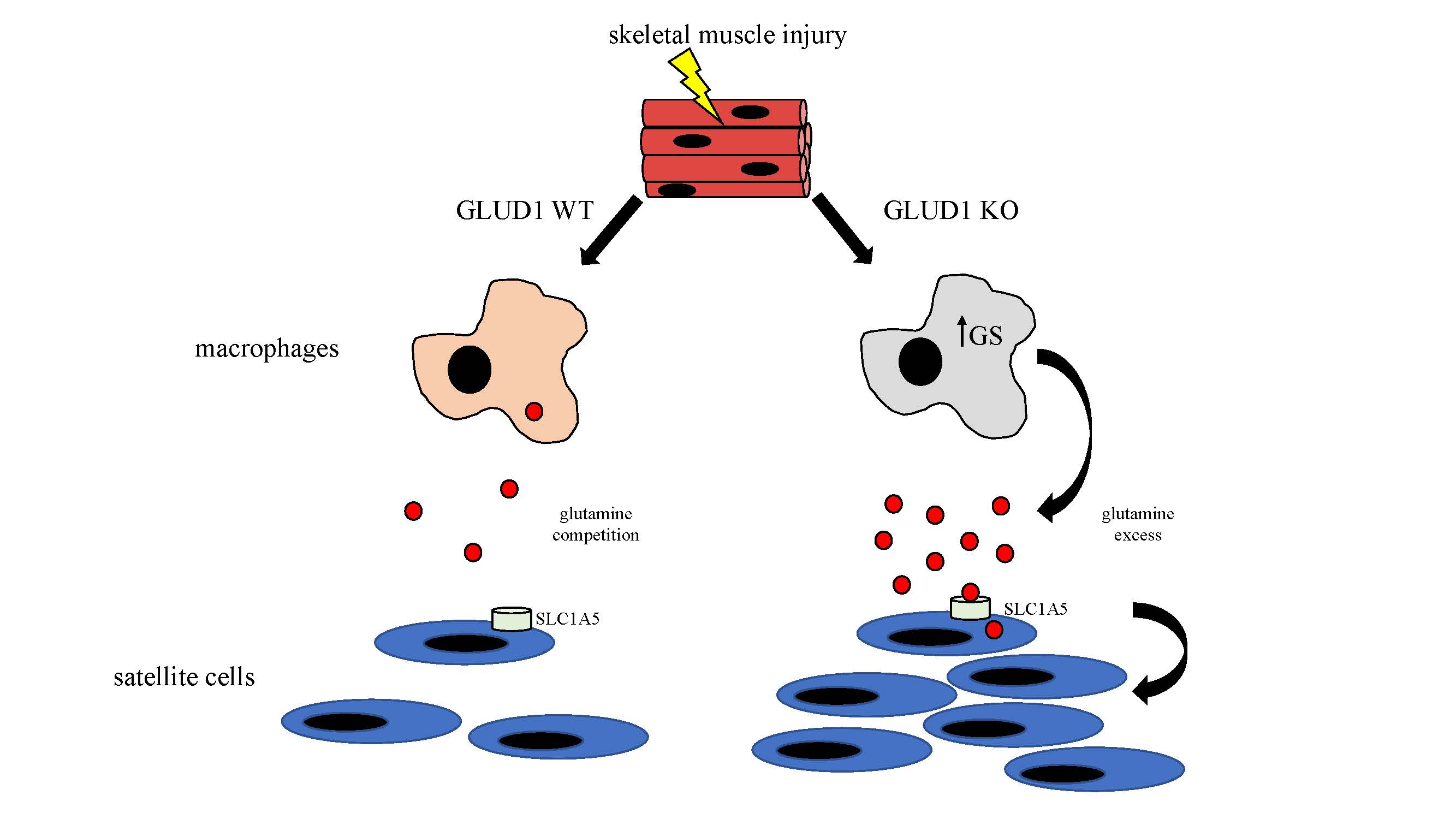 Inflammation and macrophage polarization in skeletal muscle injury and