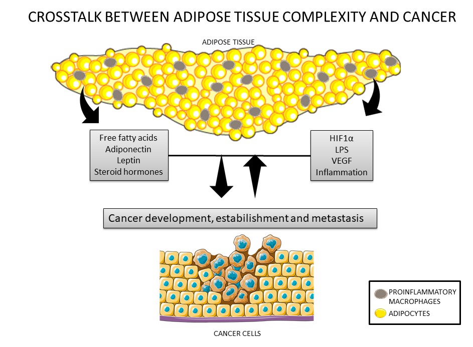 Breast cancer: Adipose tissue, a bulky neighbor causing trouble - On  Medicine